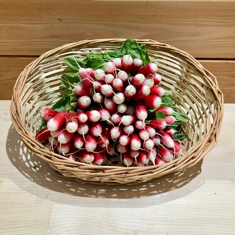 Radis Rose