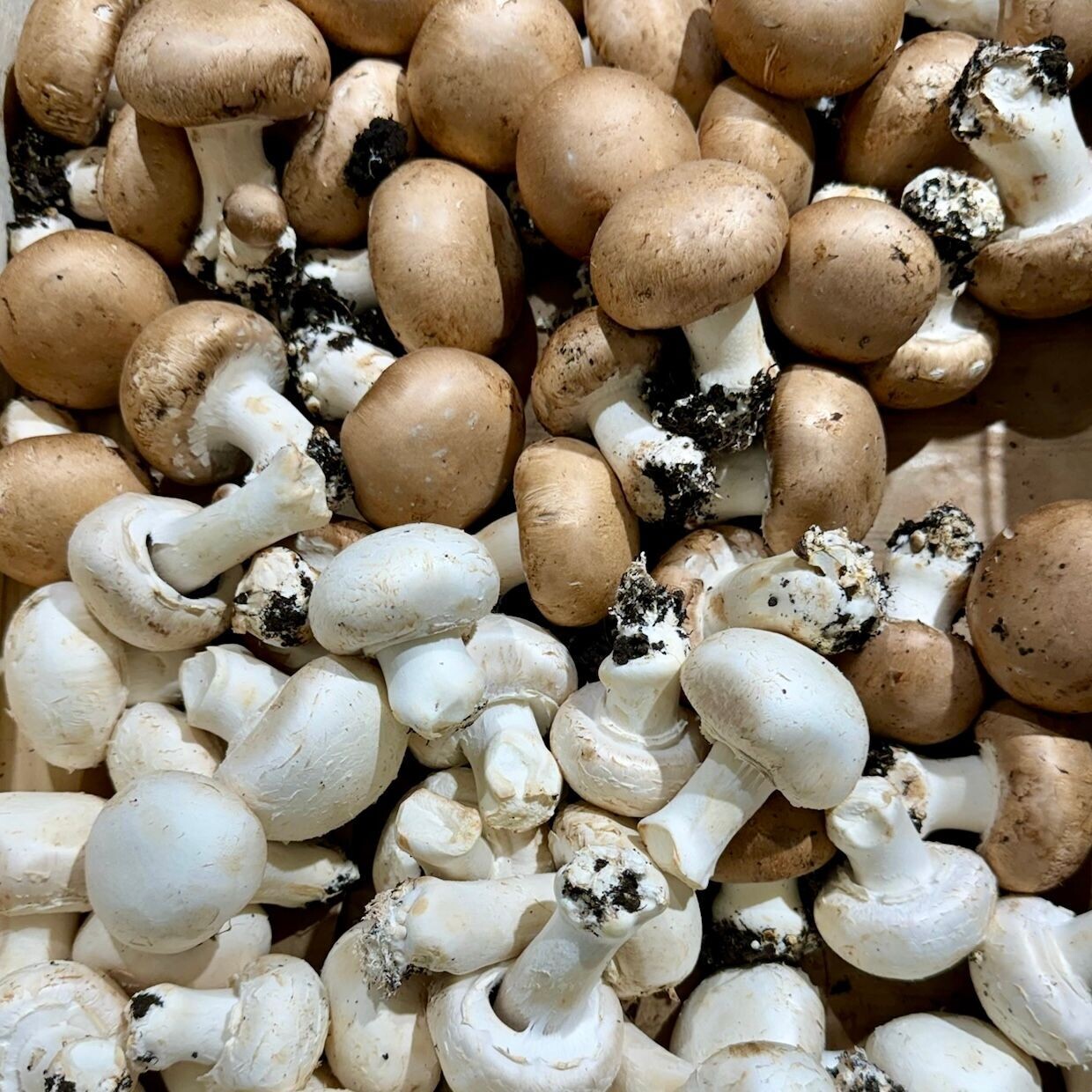 Champignons