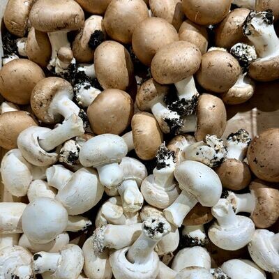 Champignons