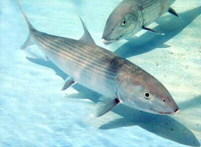 FHQ Inshore Flats Lures