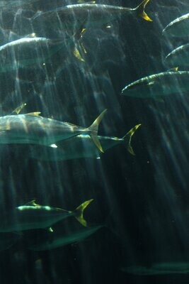 Yellowfin Tuna Fishing Lures