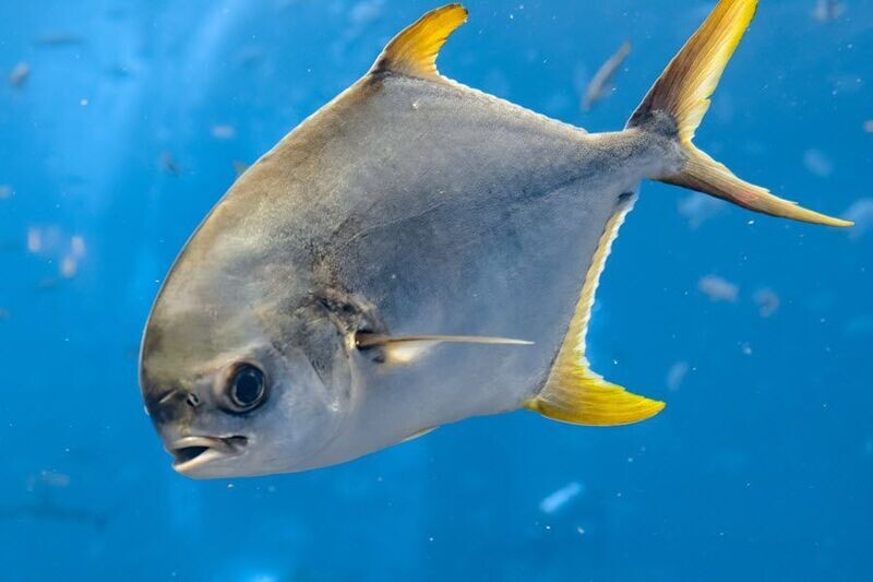 Pompano Fishing Lures