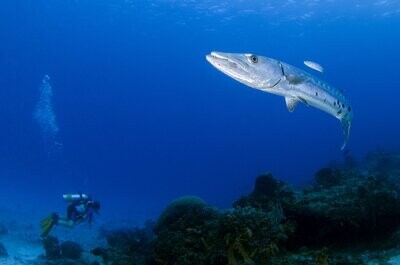 Barracuda Fishing Lures