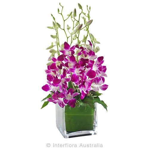 Orchids