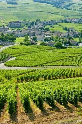 Vins Blancs France