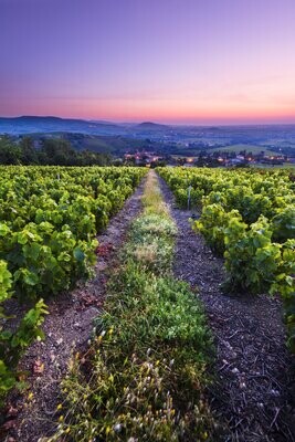 Roséweine Frankreich