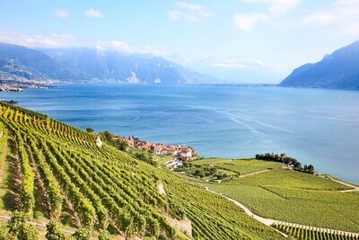 Vins Blancs Suisse