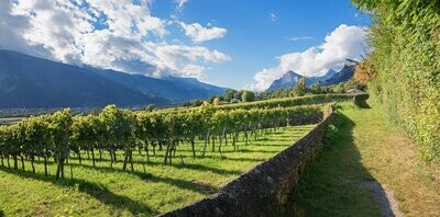 Rotweine Schweiz