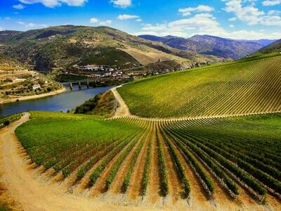 Rotweine Ribera del Duero