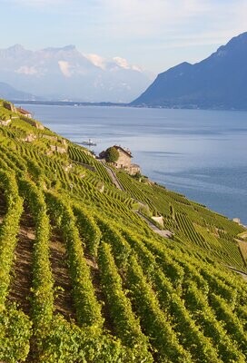 Roséweine Schweiz