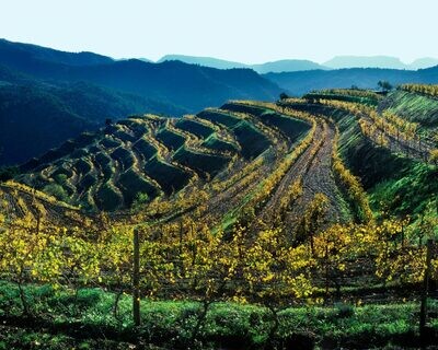 Rotweine Priorat