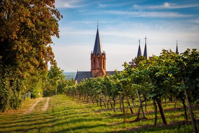 Vins blancs Allemagne