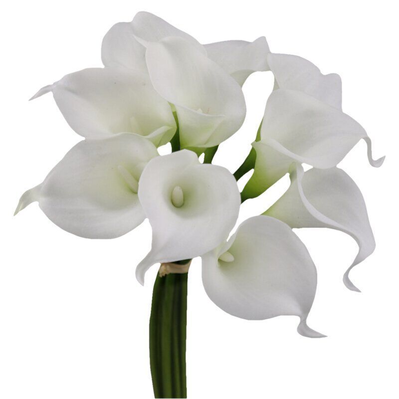 CALLA LILY