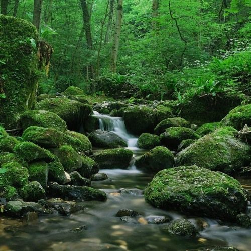 CALMING ESSENTIAL OIL