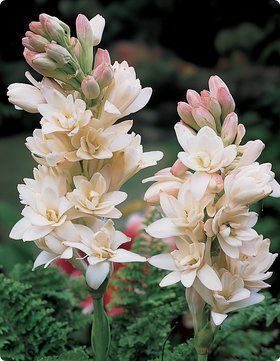 CARNAL FLOWER