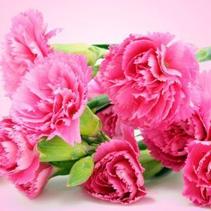 CARNATION