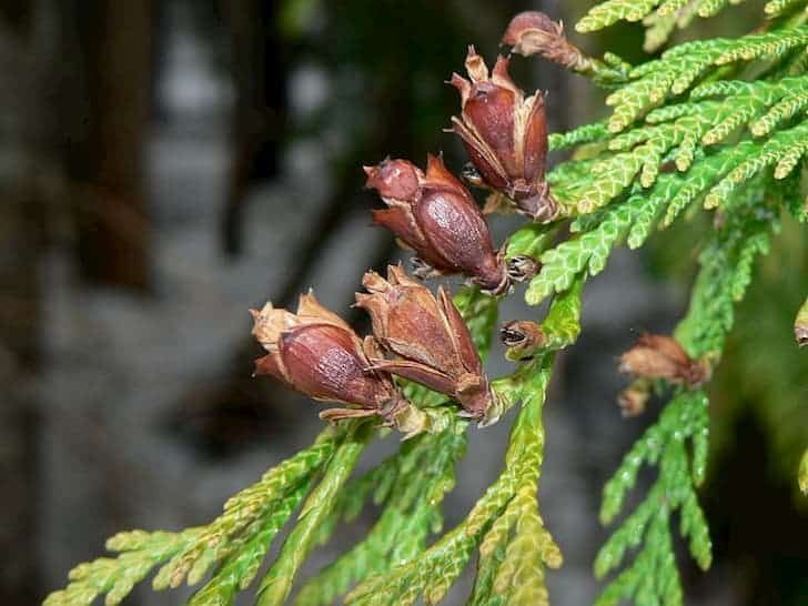 CEDAR