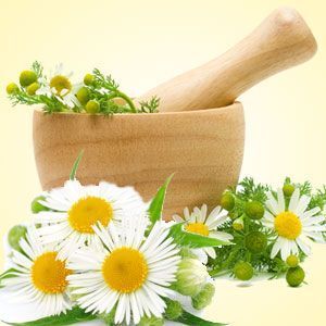 CHAMOMILE