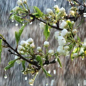 CHINA RAIN
