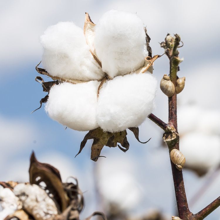 CLEAN COTTON