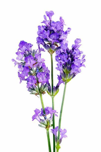 ENGLISH LAVENDER