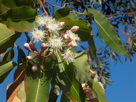 EUCALYPTUS