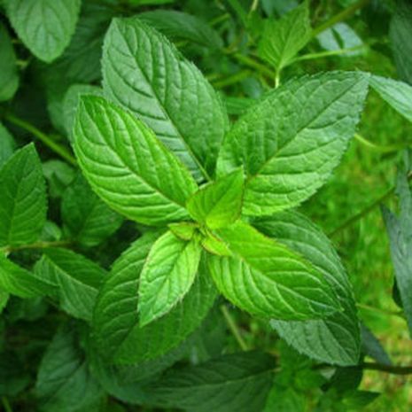 FRESH MINT
