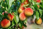 FRESH PEACH