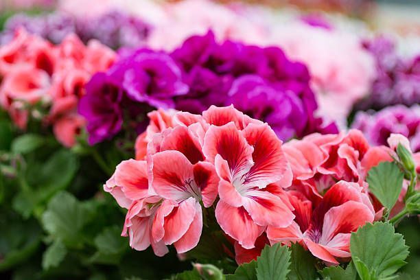GERANIUM