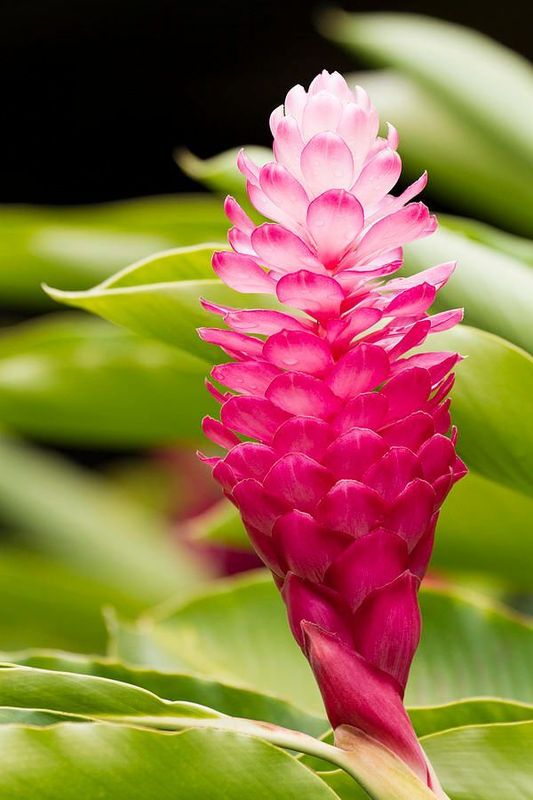 HAWAIIAN GINGER