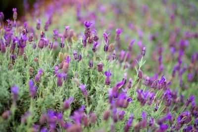 HAWAIIAN LAVENDER