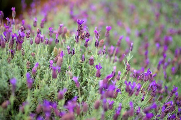 HAWAIIAN LAVENDER