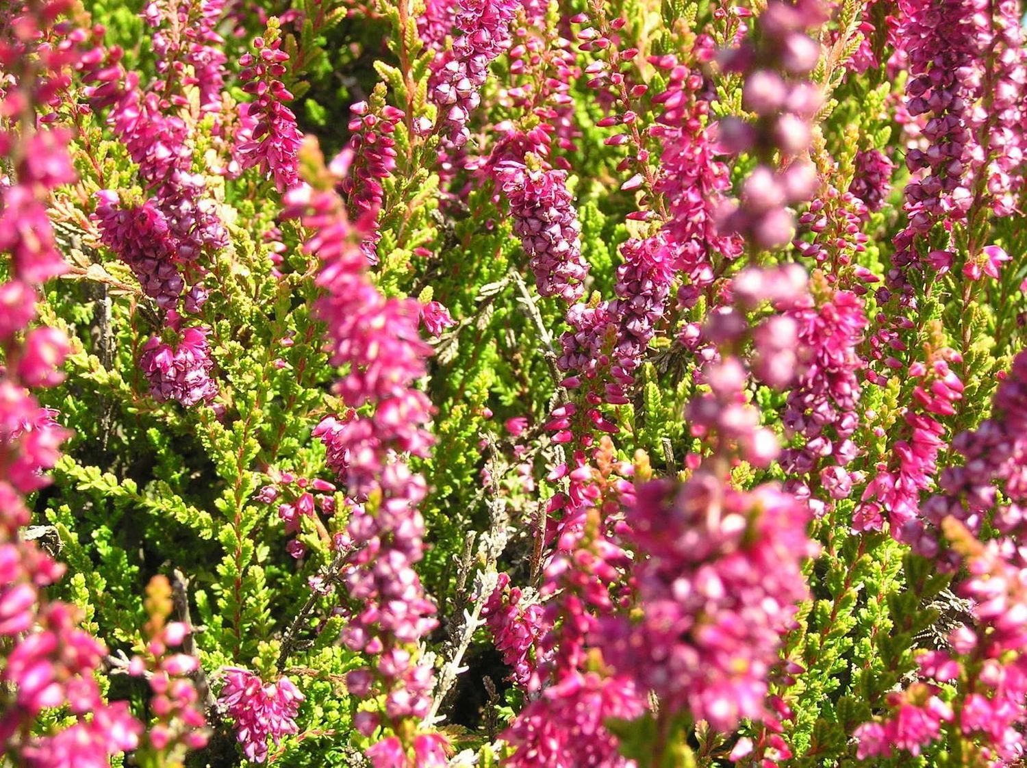 HEATHER
