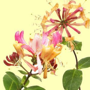 HONEYSUCKLE