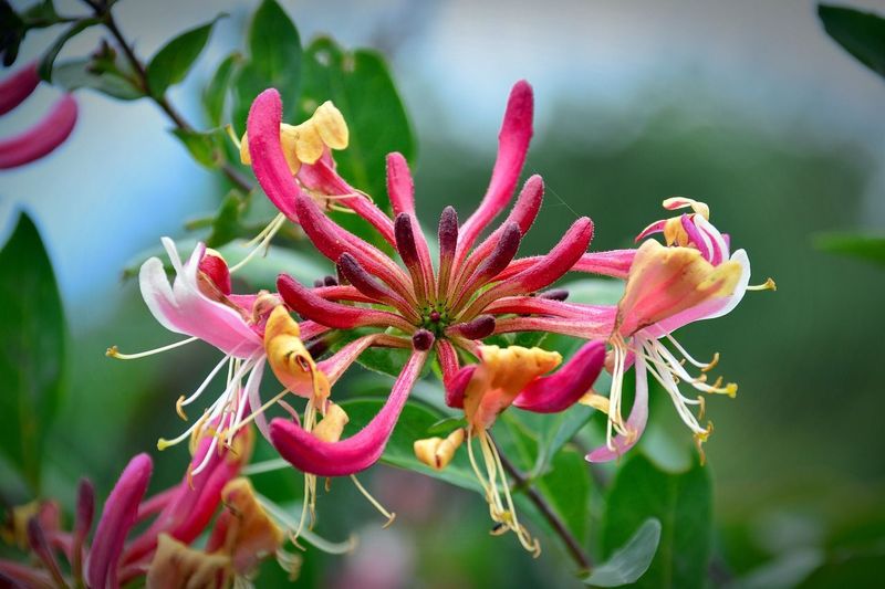 Honeysuckle Rose Fragrant  Oil
