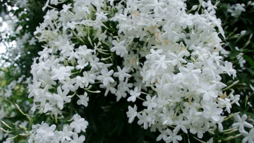 JASMINE