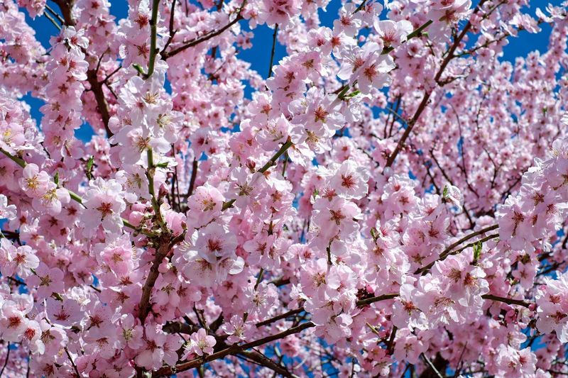 JAPANESE CHERRY BLOSSOM
