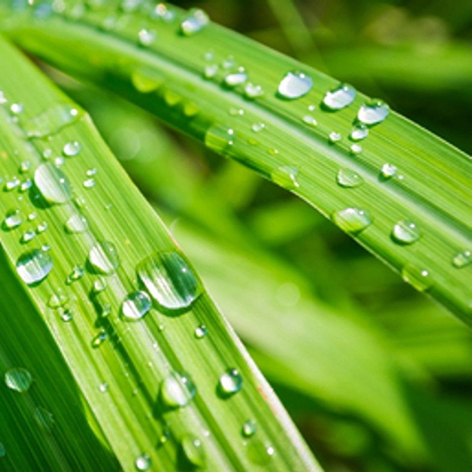 LEMONGRASS