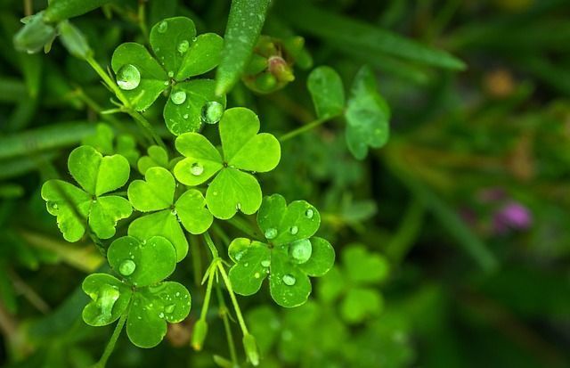LOVE & LUCK