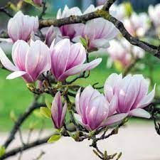 MAGNOLIA