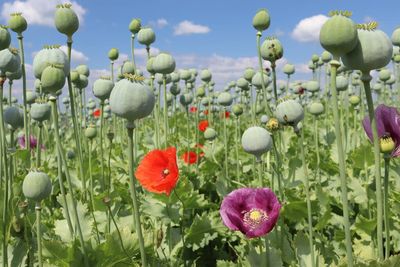 OPIUM  type  Oil Fragrance 2 oz