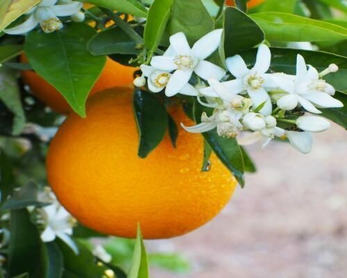 ORANGE BLOSSOM