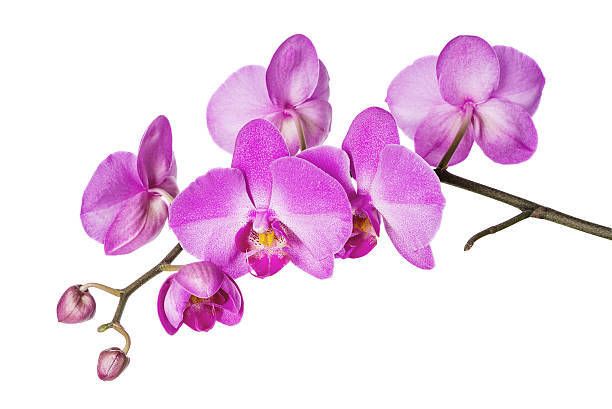 ORCHID