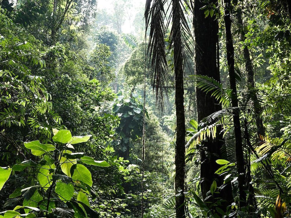 RAIN FOREST