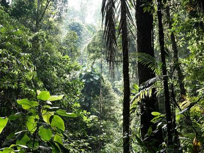 RAIN FOREST