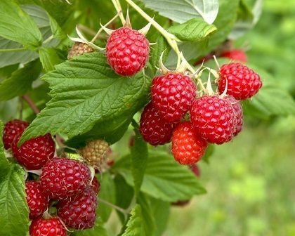 RASPBERRY Fragrant Body Oil