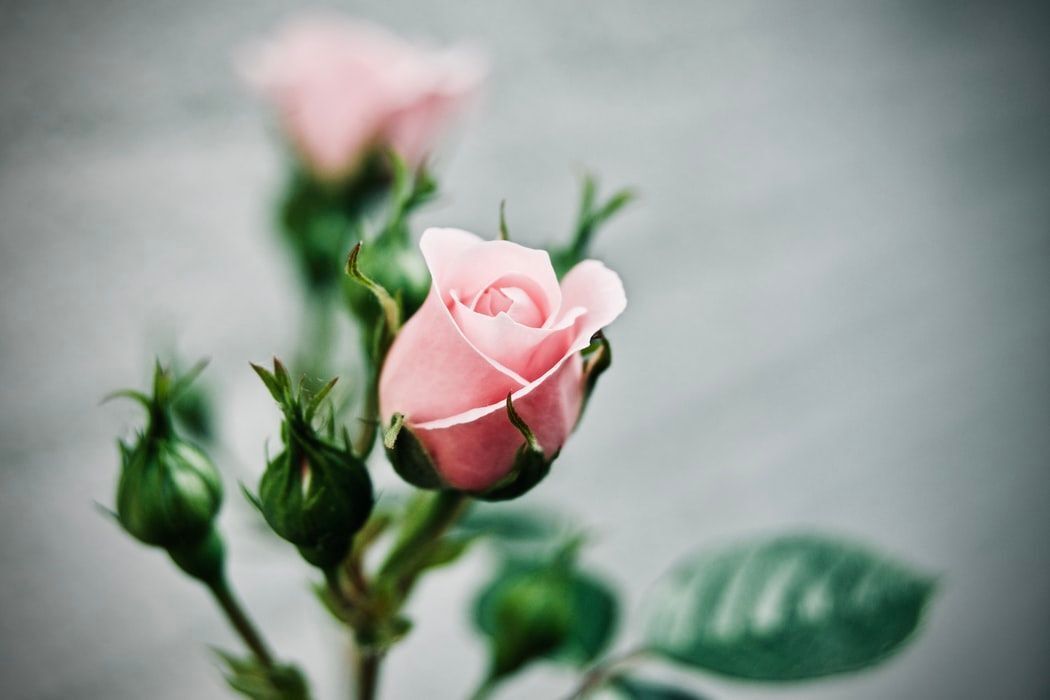 ROSE THE ONE  Type