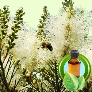 TEA TREE ESSENTIAL OIL