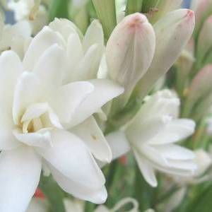 TUBEROSE FRAGRANT OIL Type