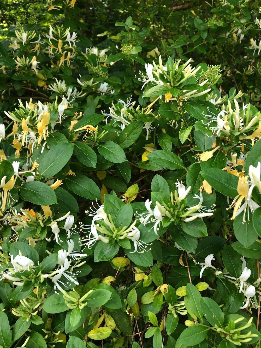 WILD HONEYSUCKLE